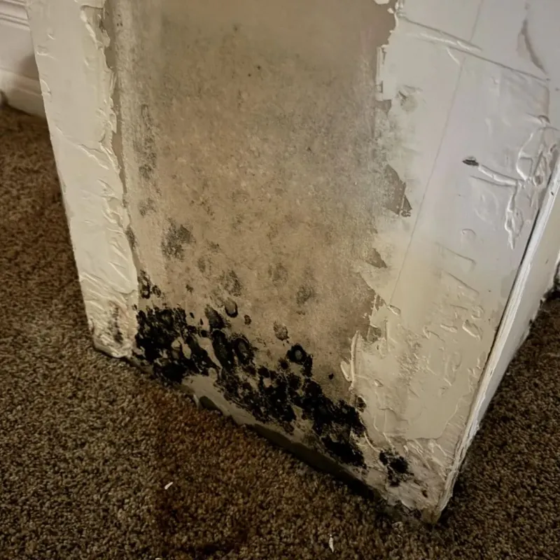 Professional Mold Removal in Russellton, PA